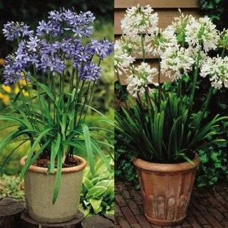 Agapanthus Combo Blue / White various colors   2 plants