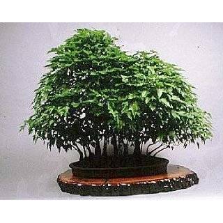  Pagoda Dogwood Tree 10 Seeds   Cornus Shrub/Tree/Bonsai 