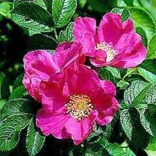  Pink Japanese Rose 15 Seeds   Rosa Rugosa   HEIRLOOM 