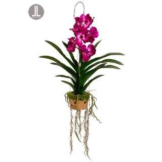   Vanda Orchid Plant w/Roots in Cement Pot w/Hanger Dark Orchid (Pack of