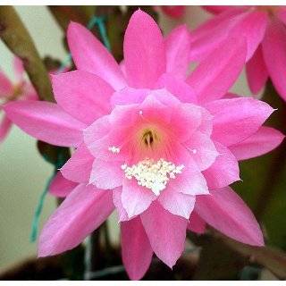  Rose Fuchsia Easter Cactus   Rhipsalidopsis   Rare   4 