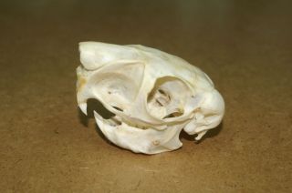 Real Genuine Skeleton Skull Taxidermy Supply Bone Animal Africa Art Collection