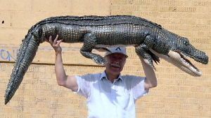 Huge 6 Foot Giant Stuffed Alligator Big Plush High Quality Green 6 Feet Long