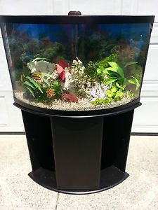 Corner Aquarium Fish Tank 45g w Stand Fluval 205 Fluval Q5 SolarMax T5 Lights