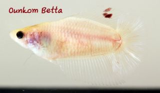 Naked Fancy Clear Double Tail Halfmoon Plakat Female Live Betta Fish Imported