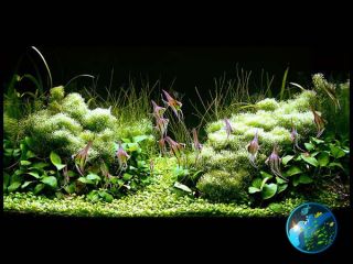 Anubias Nana x5 Live Aquarium Plant Java Fish Fern WS