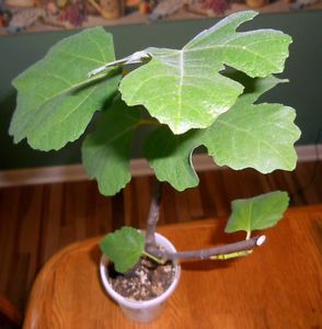 Black Triana Fig Tree Plant
