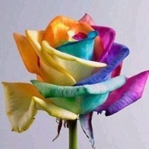 50 Pcs Rose Seeds Multi Color Rainbow Petal Plants Home Garden Flower ZZ01