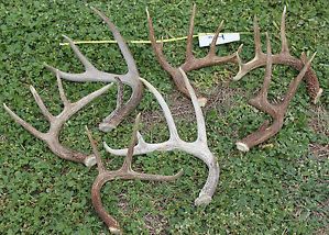 Whitetail Deer Sheds Antlers Lot of 7 Sheds Antlers 28 Points Mount Craft Etc