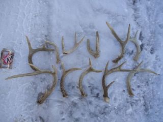 10 Whitetail Deer Shed Antlers Dog Chews Decor
