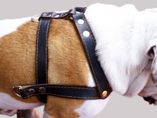 Pit Bull Amstaff 27" 32" Chest Size Pulling Genuine Leather Dog Harness Boxer