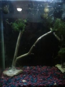 Living Aquarium Decoration Fish Tank Bonsai Java Moss Live Shrimp Plant Nice