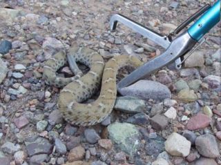 52" Reptile Snake Tongs Grabber Catcher Blue Pro Herp Aluminum Handling Tools