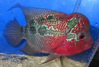 Flowerhorn Fish Live Freshwater Fish