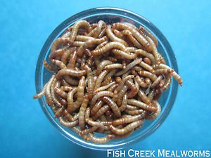 500 Live Mealworms Small Size Feeder Insects for Reptiles Birds Chickens
