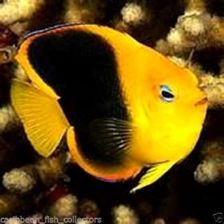 Rock Beauty Angelfish Live Saltwater Fish Medium