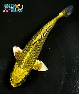 5" Ginga Standard Fin Live Koi Pond Garden Fish KTTW D51