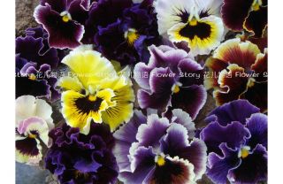 Pansy Seed ★ 30 Wavy Viola Tricolor Pansy Flowers Mix Color Popular Plant
