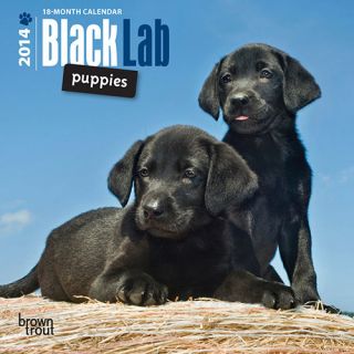 Black Lab Puppies 2014 Mini Wall Calendar