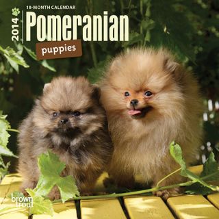 Pomeranian Puppies 2014 Mini Wall Calendar
