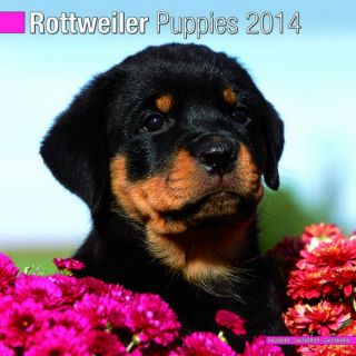 Rottweiler Puppies Wall Calendar 2014