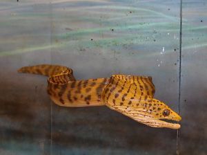 Chainsaw Carving Moray Eel Carved Saltwater Aquarium Gift Art Home Decor Sea
