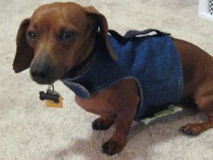 Yap Wraps Choke Free Dog Harness Small Dog Denim