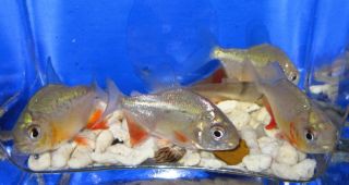 1 Red Belly Pacu for Freshwater Live Aquarium Fish