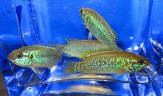 1 Neon Blue Jewel Cichlid for Freshwater Live Aquarium Fish