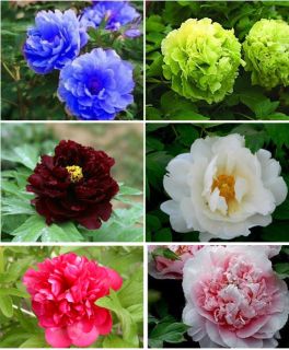 120 Seeds Chinese Blue Green White Black Red Pink Peony Flower Seed P10