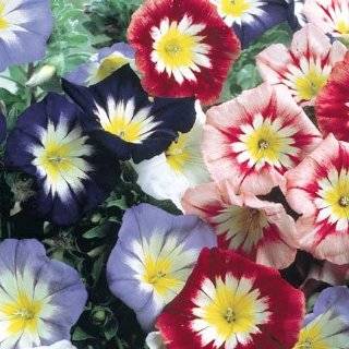 40 Seeds, Morning Glory Ensign Mix (Convolvulus) Seeds by Seed Needs