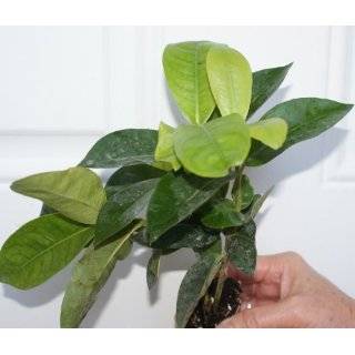  Ixora Nora Grant Economical Starter Package 6 Live Plants 