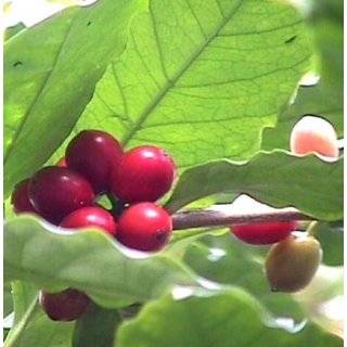 Arabica Coffee Bean Plant   4 pot   Grow & Brew Your Own