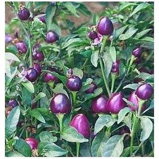   Pearl Hot Pepper   4 Plants   Ornamental/Edible Patio, Lawn & Garden
