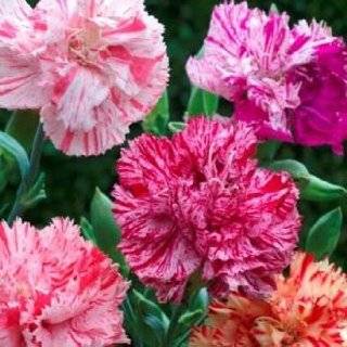  Carnation   Chabaud Mix   1000 Seeds Patio, Lawn & Garden
