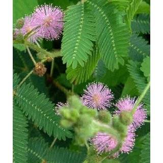  50 Seeds, Sensitive Plant (Mimosa Pudica) Seeds by Seed 